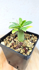 Pachypodium lealii ssp