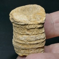 FOSSILE KORALLE ~*~ ca. 32 x 22 x 19mm