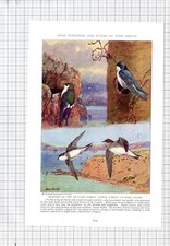 Schwalbe vogel baumschwalbe - schwalbe,