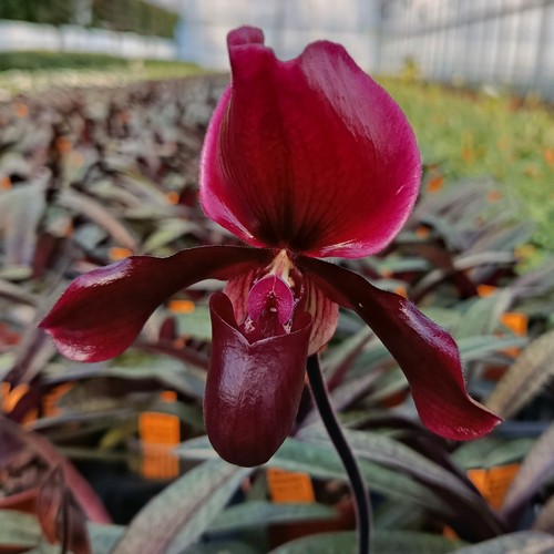 Paphiopedilum black jack - paphiopedilum,