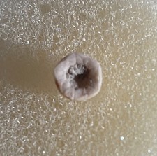 Graphiocrinus declivis