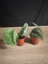 Scindapsus Pictus / Gefleckte