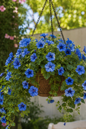 80001443 blue hangplants - 80001443,