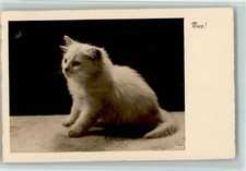 10549826 - Katze 1920 bis 1930