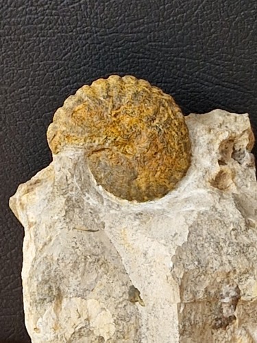 Ammonit tragophylloceras - ammonit,