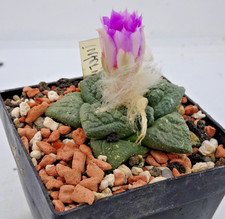 Kakteen – Kaktus –