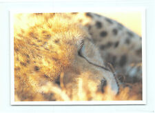 1 AK "Unter Geparden" 10 Gepard Cheetah Raubtier Raubkatze *