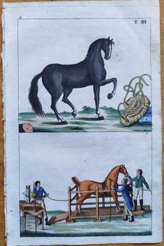 Pferde wilhelm - (c),