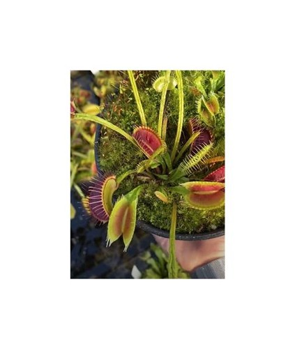 Dionaea muscipula - 3x,