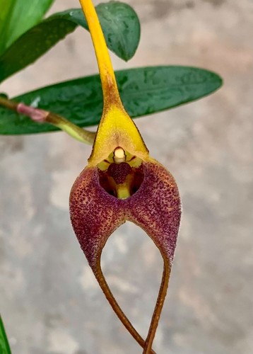 Masdevallia colosssus