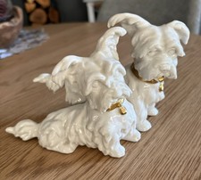 Skye Terrier Gruppe Hund