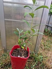 Schmetterlingsflieder Lila Busch Winterhart zart duftend 