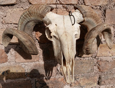 echter Tierwidder Schafschädel Taxidermie Knochen große Hörner