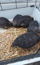 Bruteier von schwarzen Legewachteln 12 Stück