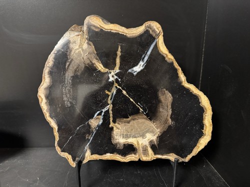 Versteinertes holz scheibe - versteinertes,