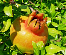 SAMEN Granatapfel