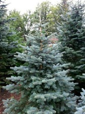 10st. Colorado-Tanne 20-40cm Forstpflanzen Wurzelware  Abies concolor