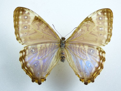 Morpho portis thamyris