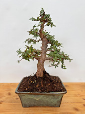 Bonsai Japanische Ulme
