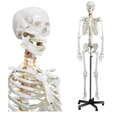 Anatomie Skelett Modell