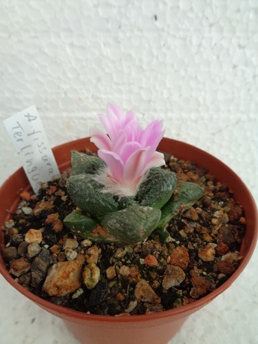 Ariocarpus fisuratus kaktus - we,