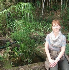 Echter Papyrus Pflanze für die Wohnung drinnen Zimmerpflanze groß Bambus