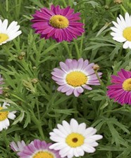 Margeriten Bunte Margeriten