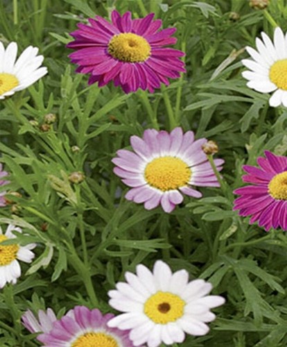 Margeriten bunte - bunte,