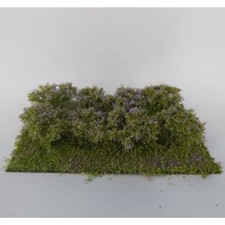 Buchsen Deluxe lila blühend