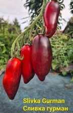 Slivka Gurman Сливка Гурман tomatensamen 