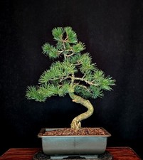 BONSAI MÄDCHENKIEFER PINUS PARVIFLORA OUTDOOR JAPANIMPORT KIEFER