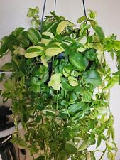 4×Tradescantia Fluminensis Albiflora Variegata Ableger Steckling  no Pflanze 