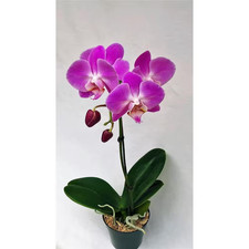 Phalaenopsis orchid in - 4,