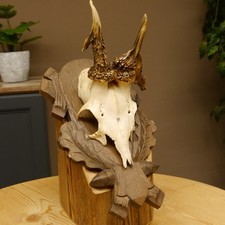 Rehgeweih abnormes Reh Geweih