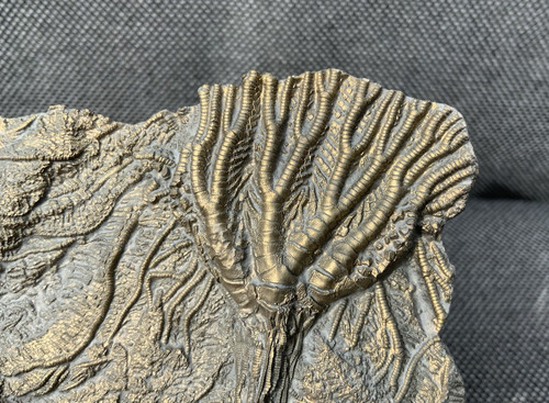 Seltenes jura crinoid - seltenes,