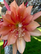 blattkaktus epiphyllum pflanze
