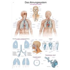 anatomische Lehrtafel „Das