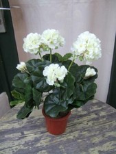 Künstliche Geranien weiß 2