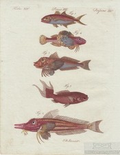 Fish. Board XXV. Red Mackerel