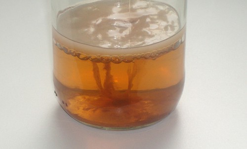 Kombucha pilz scoby teepilz - kombucha,