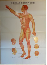 Akupunktur-Poster  Papier /  108 x 77 cm / Acupunktur  #1