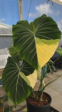 LU 2993XT Philodendron