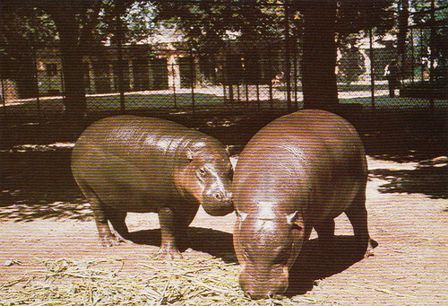 Wildlife zoo postkarte - ,