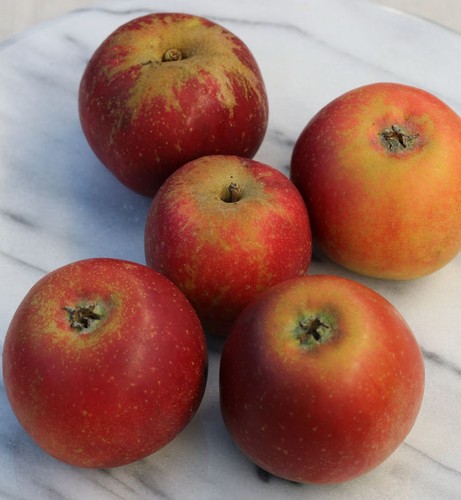 Apfelbaum roter - apfelbaum,