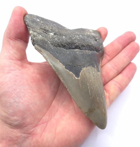 Megalodon hai zahn - megalodon,