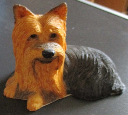 Liegende yorkshire terrier - liegende,