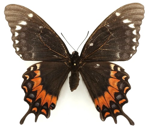 Papilio garamas electryon - papilio,