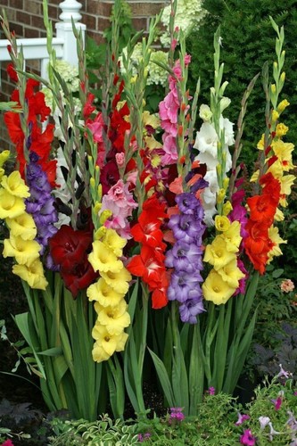 Set gladiolen gladiole - set,