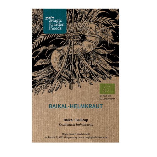 Baikal helmkraut - baikal-helmkraut, /