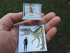 Zahn vom Raptor Deltadromeus